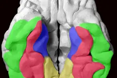 3D-принтиран модел на мозък, гледан отдолу; с червено е оцветена фузиформната гънка (fusiform gyrus), където се намира зоната за лица